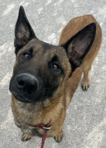 Maya