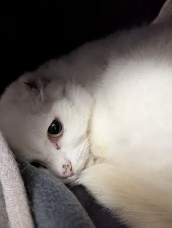 Bianca