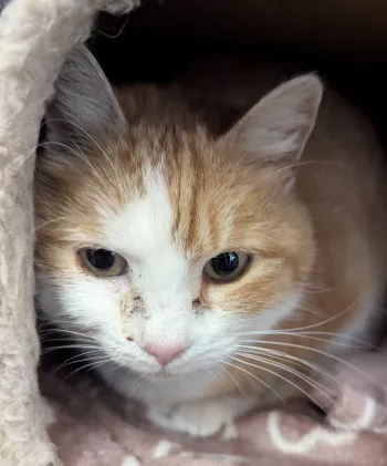 Minou-Minou