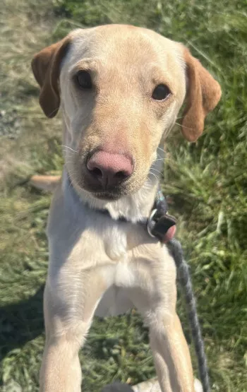 Hugo