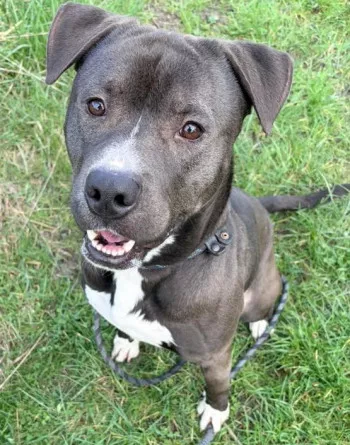 Balou
