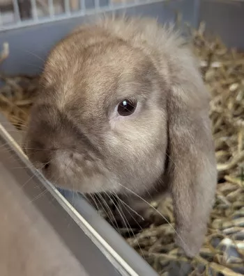 Fluffy