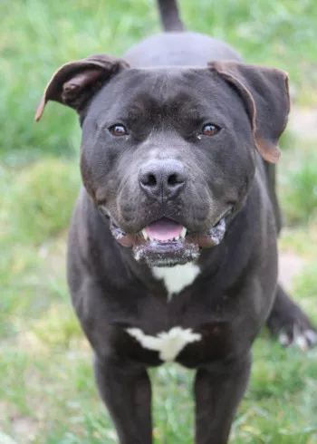 Sirius