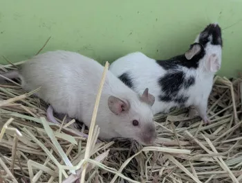 2 Souris
