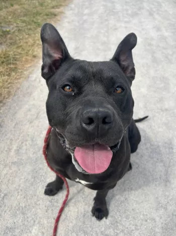 Kuro