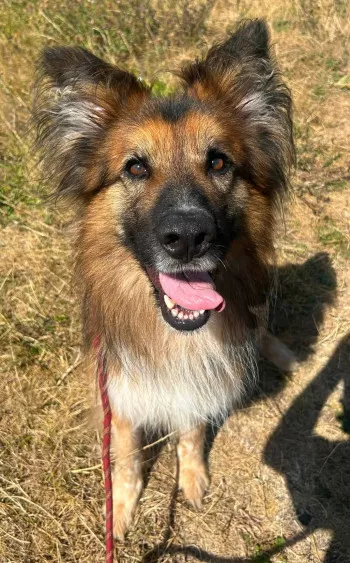Pougo