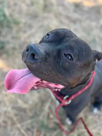 Loko