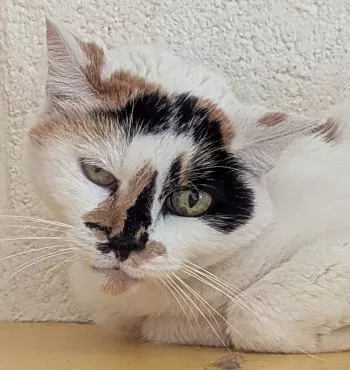 Minette
