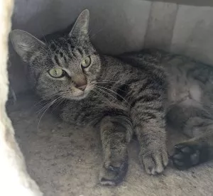 Nala