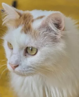 Tom