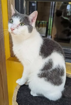 Ajax