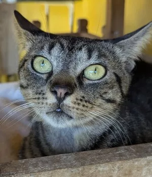 Loky