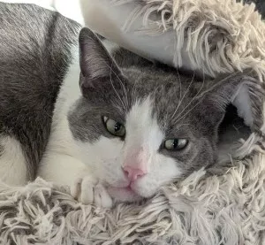 Pepito