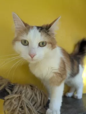 Belle