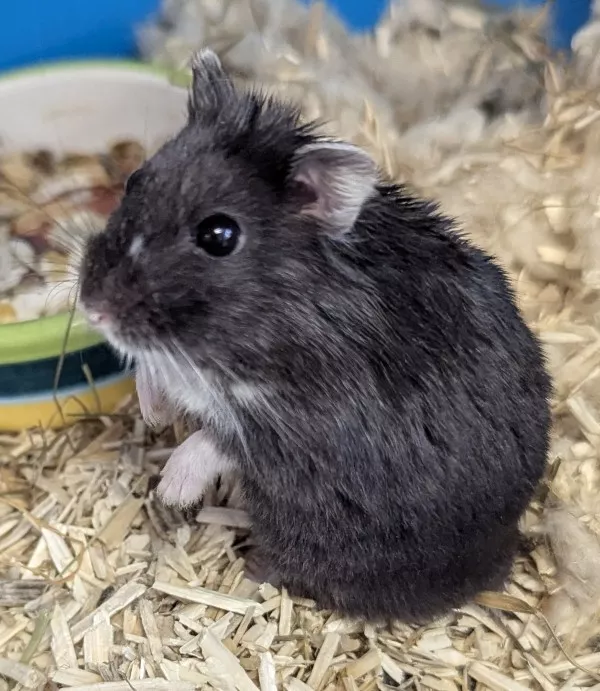 Hamster M