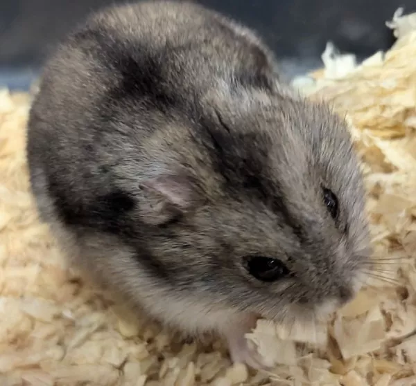Hamster De Roborovski