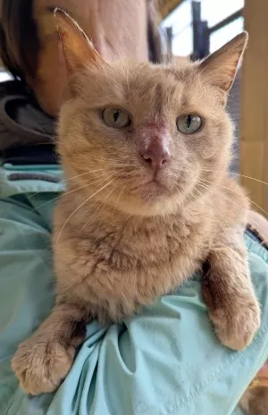 Caramel