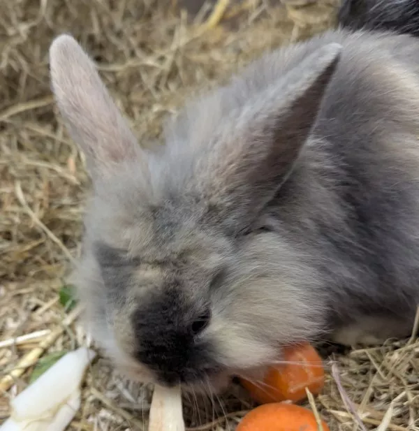 Aespa