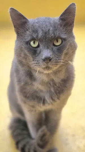 Atlas