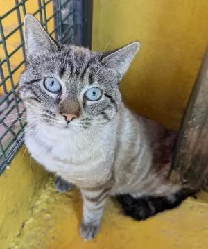 Sultan