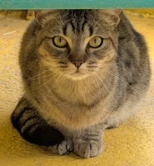 Zoumie