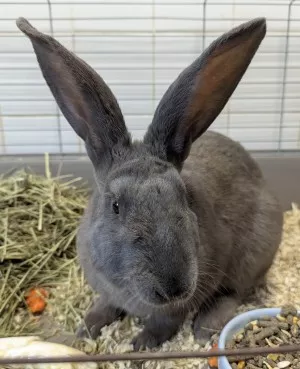 Hogan