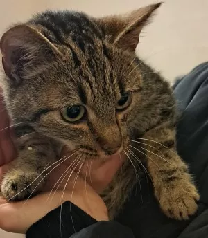 Praline
