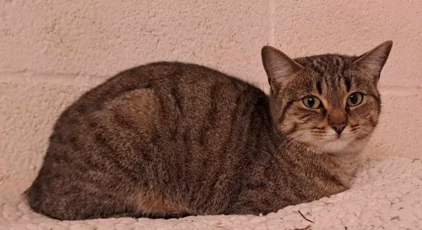 Noisette