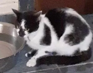 Athos
