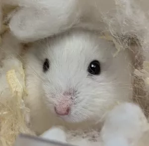 Hamster